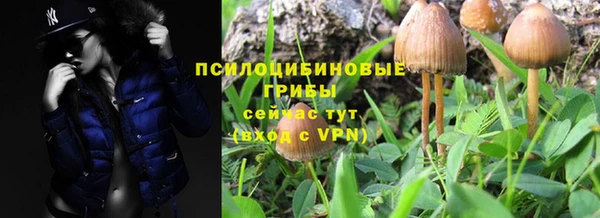 прущие грибы Карпинск
